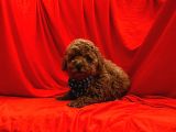 Toy Poodle Yavrularımız