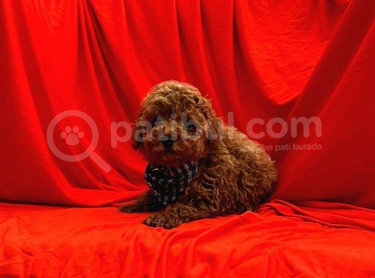Toy Poodle Yavrularımız görsel