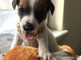 Jack Russel Yavrular