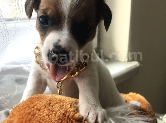 Jack Russel Yavrular görsel