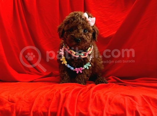 Safkan Poodle Yavrular