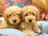 Ki̇lo Garanti̇li̇ Safkan Toy Poodle Yavrularim
