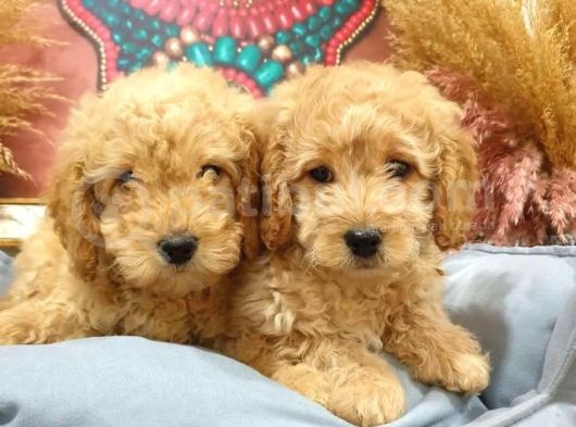 Ki̇lo Garanti̇li̇ Safkan Toy Poodle Yavrularim görsel
