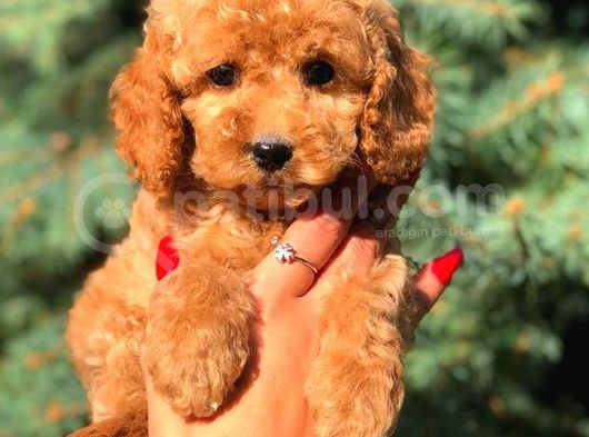 Red Di̇şi̇ Toy Poodle görsel