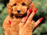 Red Di̇şi̇ Toy Poodle