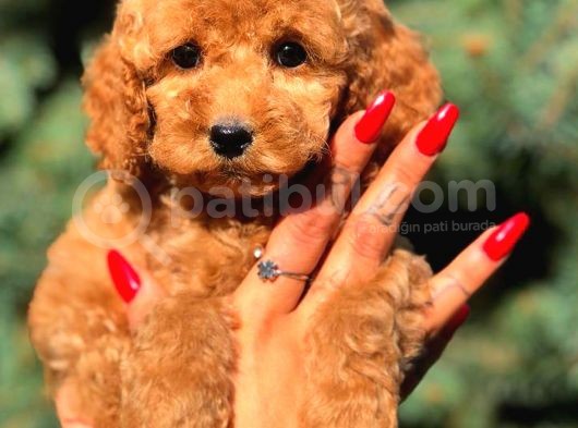 Red Di̇şi̇ Toy Poodle görsel