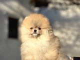 Ayicik Surat Pomerani̇an Bebekler