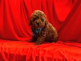 Toy Poodle Yavrularımız