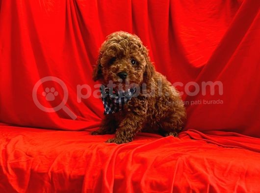 Toy Poodle Yavrularımız görsel