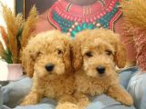 KİLO GARANTİLİ SAFKAN TOY POODLE YAVRULARIM