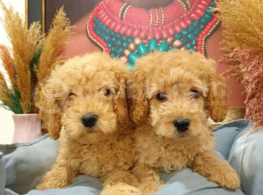 Ki̇lo Garanti̇li̇ Safkan Toy Poodle Yavrularim