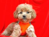Dizayn Irk Sevimli Maltipoo Yavrular