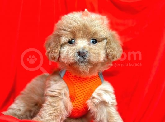 Dizayn Irk Sevimli Maltipoo Yavrular