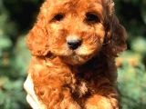 Red Erkek Toy Poodle