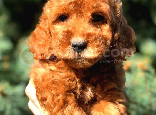 Red Erkek Toy Poodle görsel