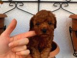 RED BROWN TOY POODLE YAVRULAR