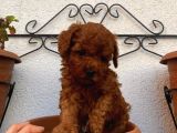 Red Brown Toy Poodle Yavrular