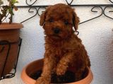 Red Brown Toy Poodle Yavrular