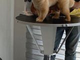 Pomeranian Bo Ev Üretimi Yavrular