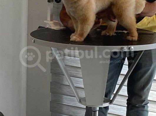 Pomeranian Bo Ev Üretimi Yavrular görsel