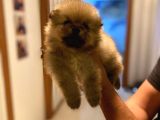 Pomeranian Bo Ev Üretimi Yavrular