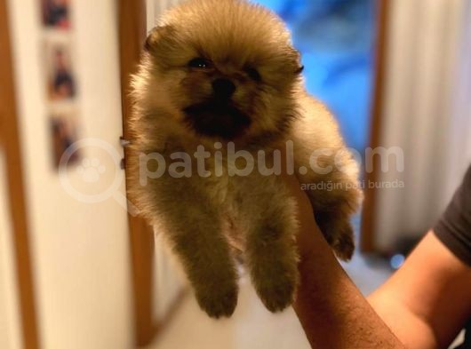 Pomeranian Bo Ev Üretimi Yavrular görsel