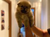 Pomeranian Bo ev Üretimi yavrular