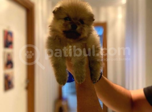 Pomeranian Bo Ev Üretimi Yavrular