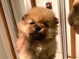 Pomeranian Bo Ev Üretimi Yavrular