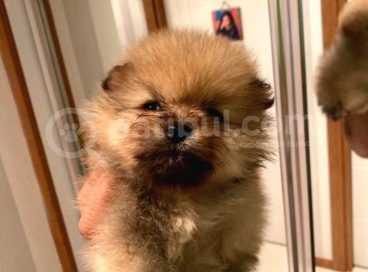 Pomeranian Bo Ev Üretimi Yavrular görsel