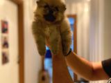 Pomeranian Bo Ev Üretimi Yavrular