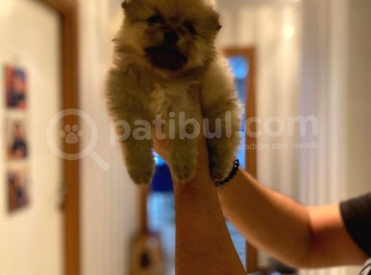 Pomeranian Bo Ev Üretimi Yavrular görsel