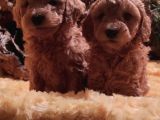 Toy Poodleler