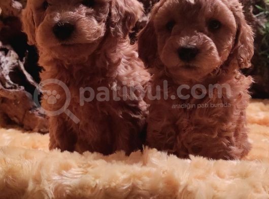 Toy Poodleler görsel