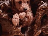 Toy Poodleler