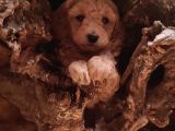 Toy Poodleler