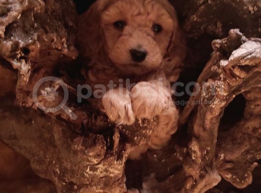 Toy Poodleler görsel