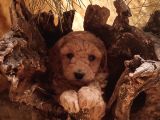 Toy Poodleler