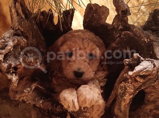 Toy Poodleler görsel