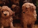 Toy Poodleler