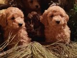 TOY POODLELER