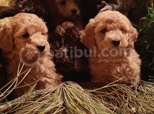 Toy Poodleler