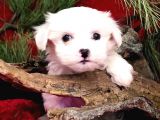 Sifir Numara Maltese Teri̇er Yavrulari