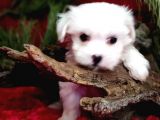 Sifir Numara Maltese Teri̇er Yavrulari