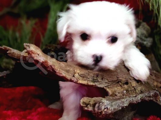 Sifir Numara Maltese Teri̇er Yavrulari görsel