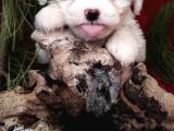 SIFIR NUMARA MALTESE TERİER YAVRULARI