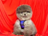 2.5 AYLIK ERKEK POMERANİAN BOO
