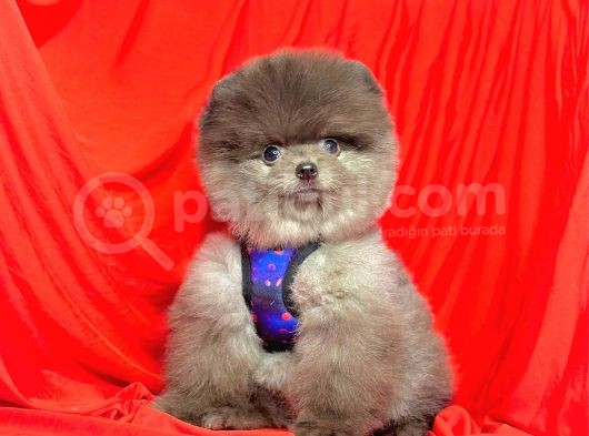 2.5 Aylik Erkek Pomerani̇an Boo