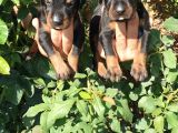 King Doberman Yavruları