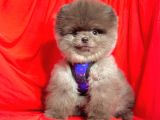 2.5 Aylik Erkek Pomerani̇an Boo